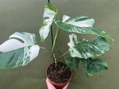 Monstera variegata - Mutterpflanze