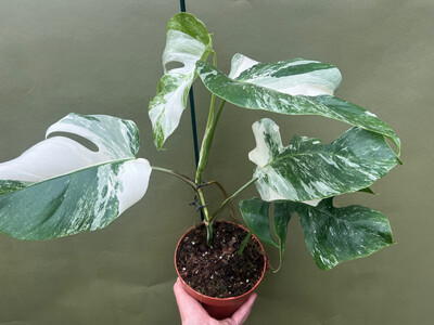 Monstera variegata - Mutterpflanze