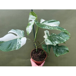 Monstera  deliciosa variegata - Mutterpflanze