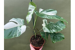 Monstera variegata Motherplant