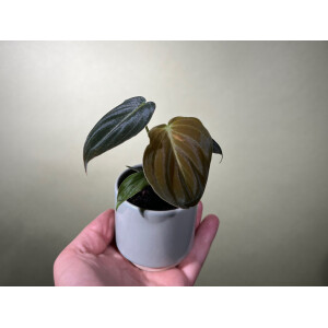 Philodendron melanochrysum Babyplant