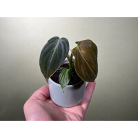 Philodendron melanochrysum Babyplant