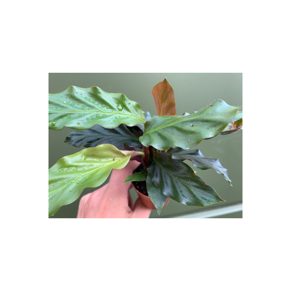 Calathea rufibabra