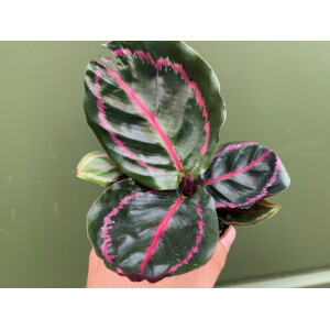 Calathea roseopicta illustris