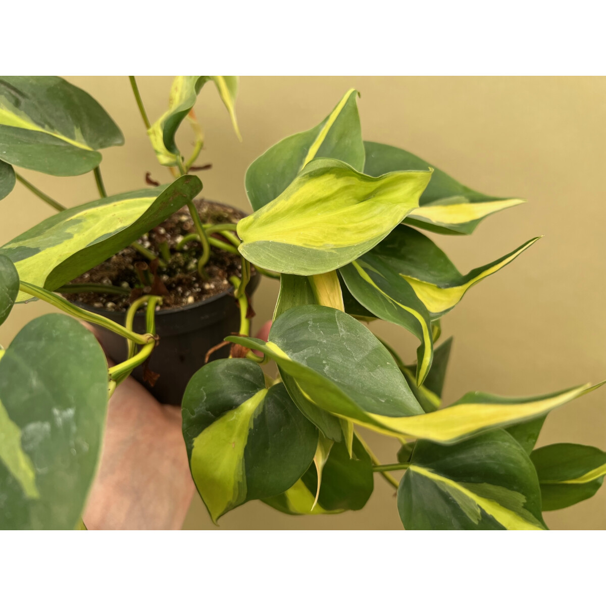 Philodendron scandens Brasil XL