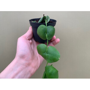 Dischidia platyphylla