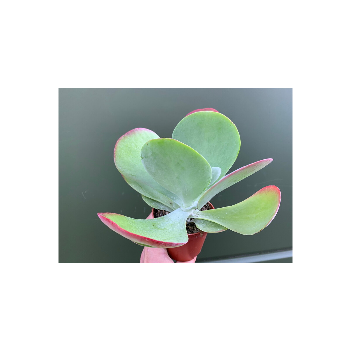 Kalanchoe thyrsiflora