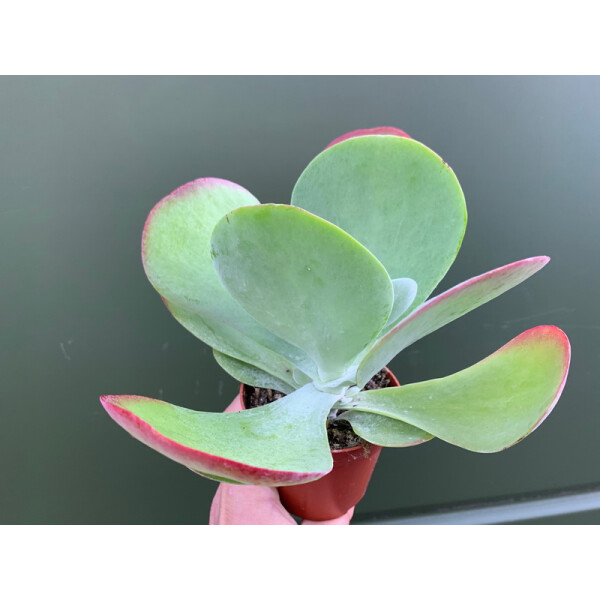 Kalanchoe thyrsiflora