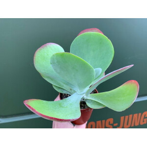 Kalanchoe thyrsiflora