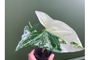 Syngonium podophyllum albo variegata