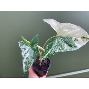 Syngonium podophyllum albo variegata