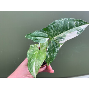 Syngonium podophyllum albo variegata