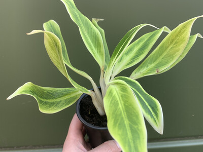 Aglaonema Golden Lipstic rare