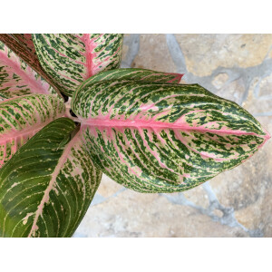 Aglaonema Fancy Pink