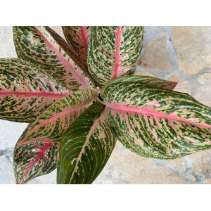 Aglaonema Fancy Pink