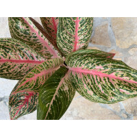 Aglaonema Fancy Pink