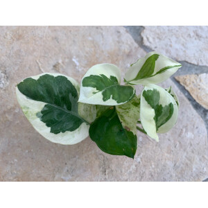 Epipremnum pinnatum N Joy