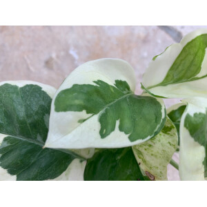 Epipremnum pinnatum N Joy