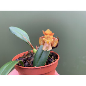 Epigeneium chapaense