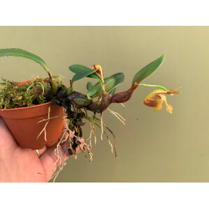 Epigeneium chapaense