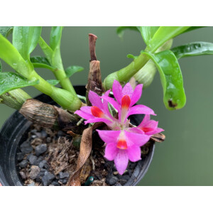 Dendrobium hibiki x bracteosum