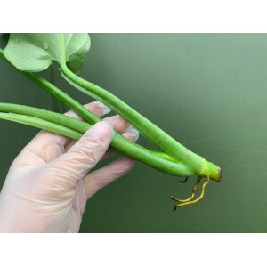 Philodendron hastatum Silver Sword Ableger