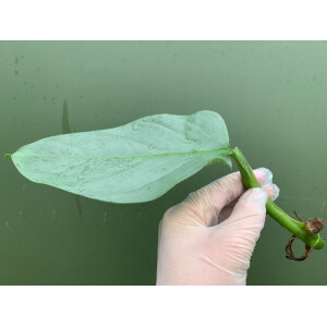 Philodendron hastatum Silver Sword Ableger