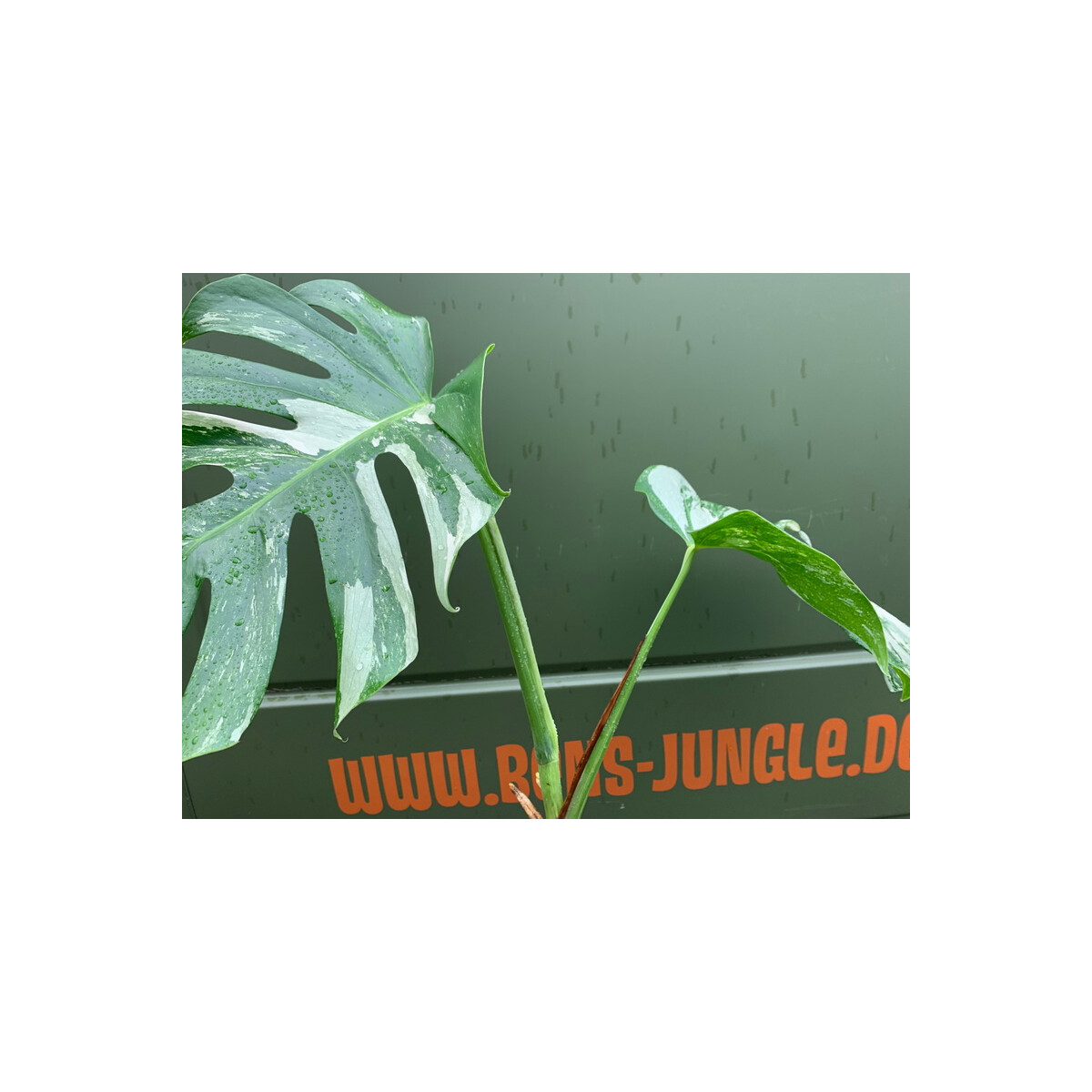 Monstera variegata Kopfsteckling