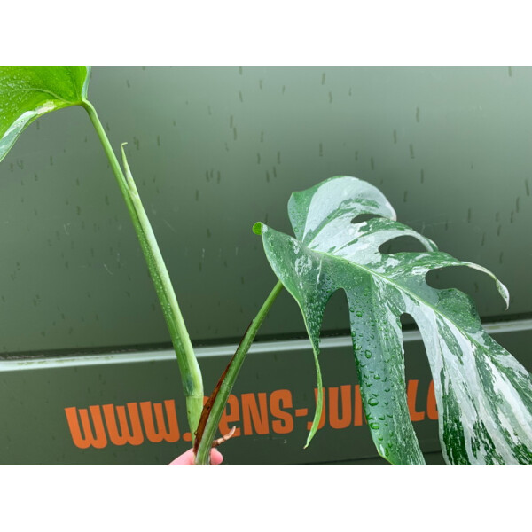 Monstera variegata Kopfsteckling, 59,90