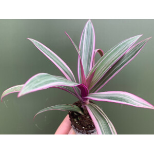 Tradescantia Purple Flame