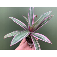 Tradescantia Purple Flame