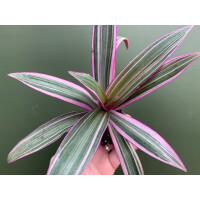 Tradescantia Purple Flame
