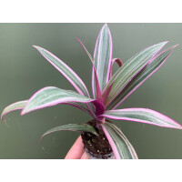 Tradescantia Purple Flame