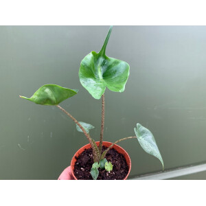 Alocasia Stingray Babyplant