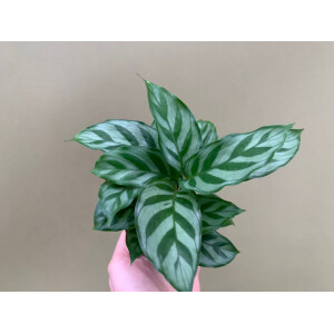 Calathea Freddie