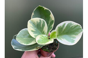 Peperomia obtusifolia variegata Babyplant