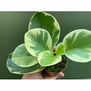 Peperomia obtusifolia variegata Babyplant