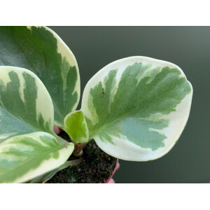 Peperomia obtusifolia variegata Babyplant
