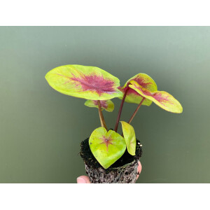 Caladium Lemon Blush Babyplant