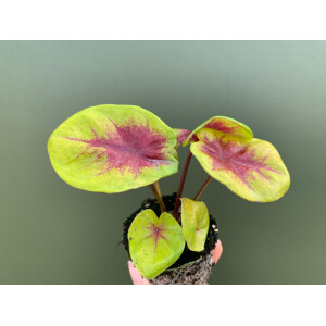 Caladium Lemon Blush Babyplant