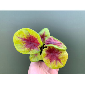 Caladium Lemon Blush Babyplant