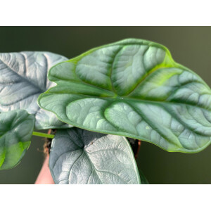 Angebot: Alocasia Silver Dragon im 10,5 cm Topf