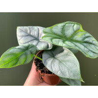 Angebot: Alocasia Silver Dragon im 10,5 cm Topf