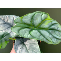 Angebot: Alocasia Silver Dragon im 10,5 cm Topf