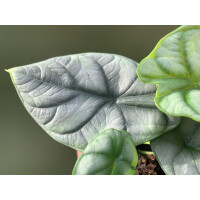 Angebot: Alocasia Silver Dragon im 10,5 cm Topf