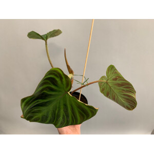 Angebot Philodendron verrucosum L