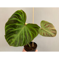 Angebot Philodendron verrucosum L