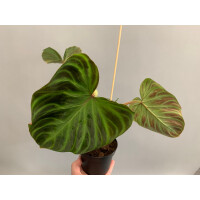 Angebot Philodendron verrucosum L