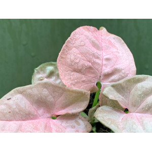 Syngonium podophyllum pink