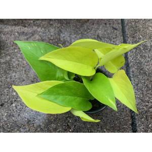 Epipremnum aureum `neon`